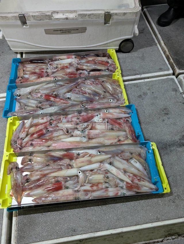 イカ(ケンサキイカ)