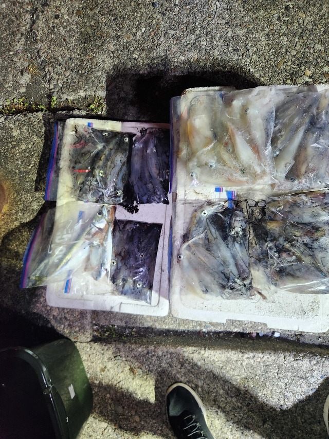 アカイカ(ケンサキイカ)