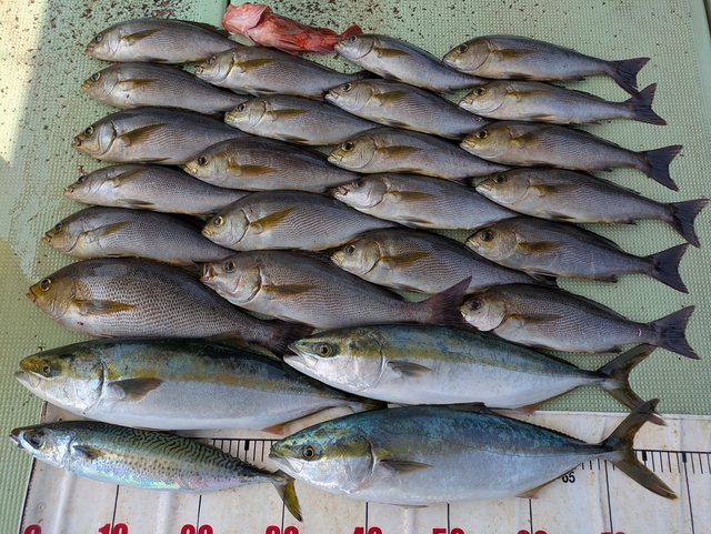 ハマチ(ブリ)・イサギ(イサキ)・マサバ