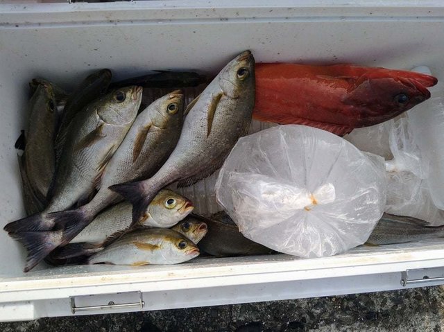 アカハタ・イサキ