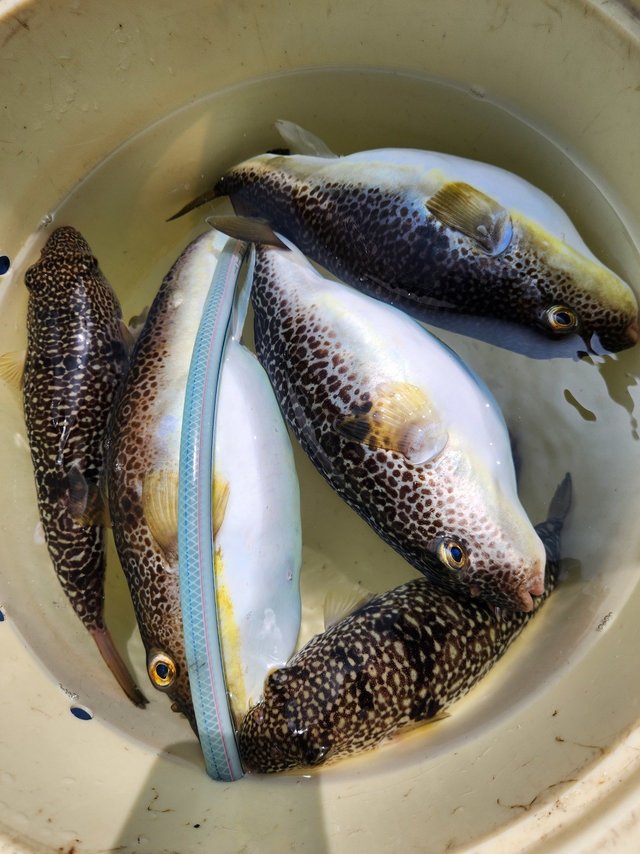 ショウサイフグ