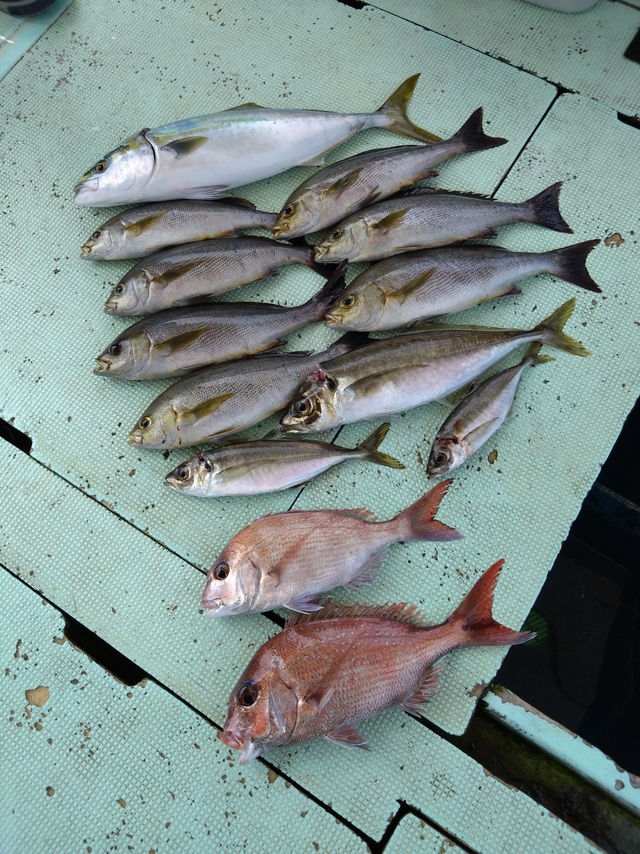 タイ(マダイ)・アジ(マアジ)・ハマチ(ブリ)・イサギ(イサキ)