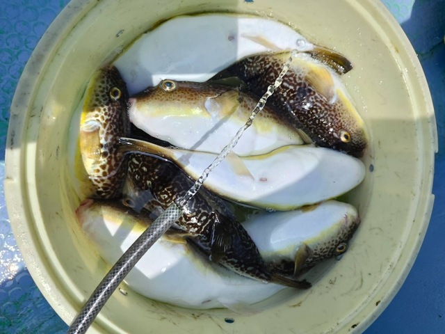 ショウサイフグ