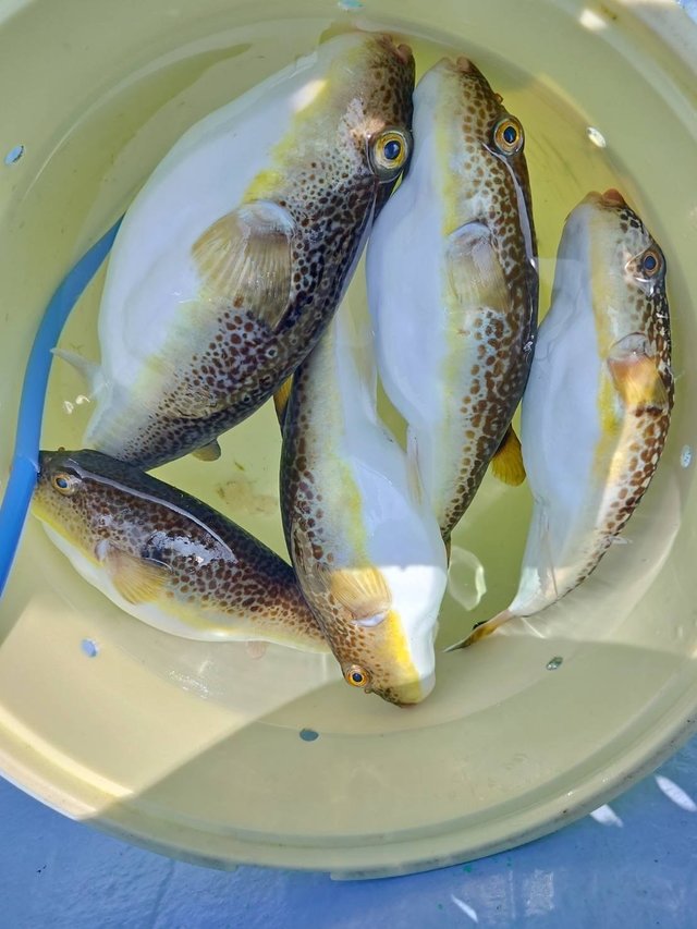 ショウサイフグ