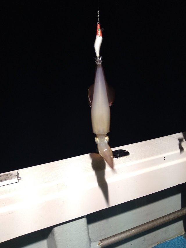 ケンサキ(ケンサキイカ)