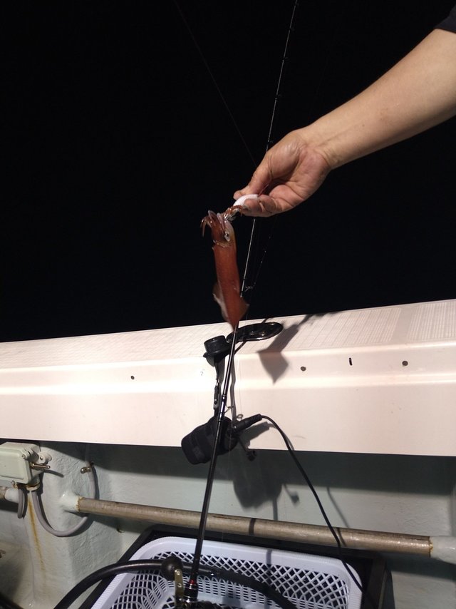 ケンサキ(ケンサキイカ)