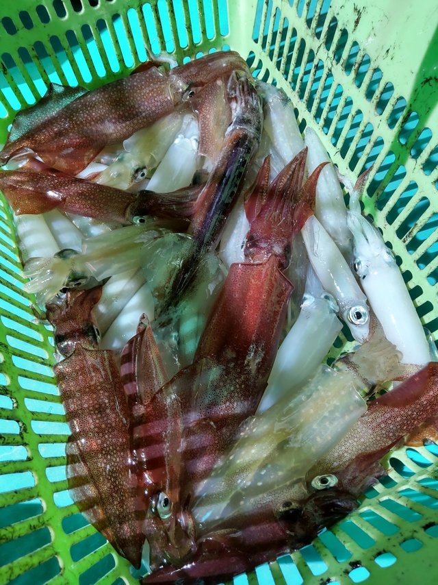 シロイカ(ケンサキイカ)