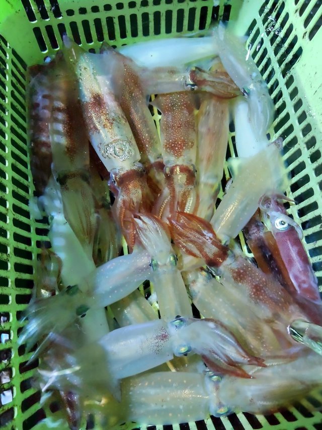 シロイカ(ケンサキイカ)