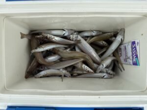 シロキス(シロギス)