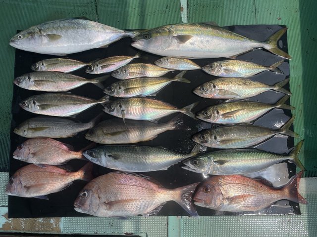 マダイ・マアジ・ハマチ(ブリ)・イサキ・マサバ