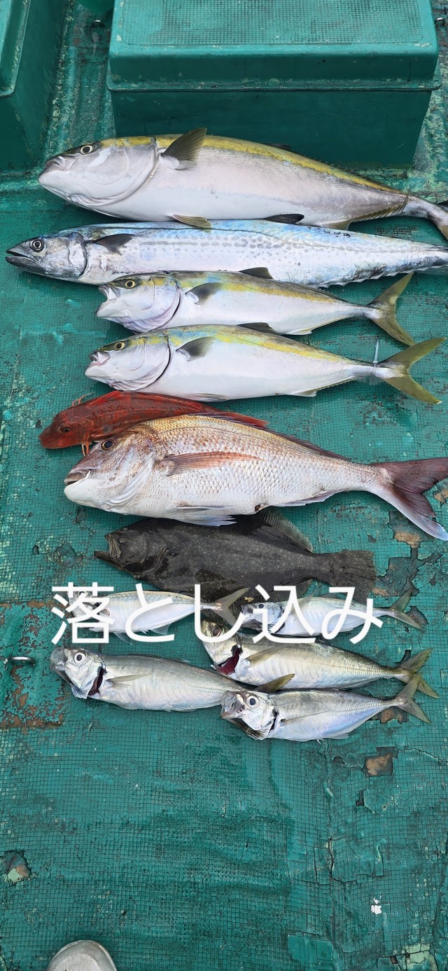 マダイ・ブリ・サワラ・ヒラメ