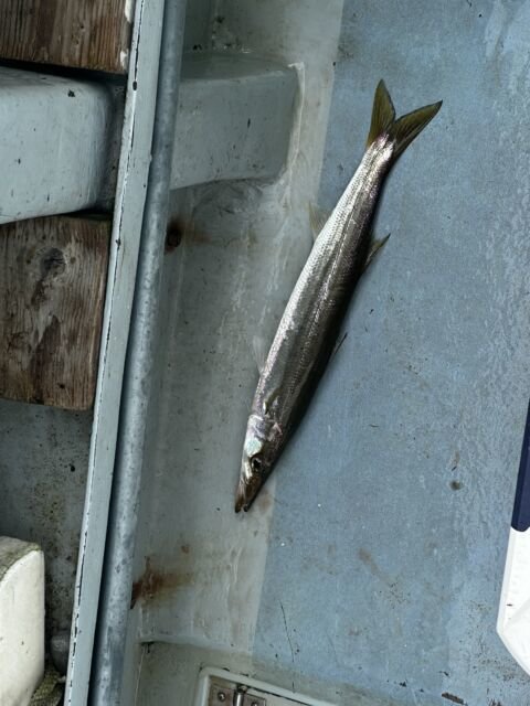 カマス(アカカマス)