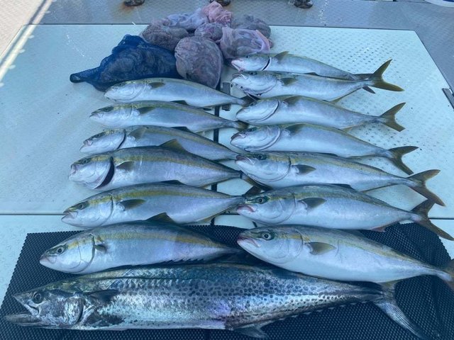 ハマチ(ブリ)・サワラ・タコ(マダコ)