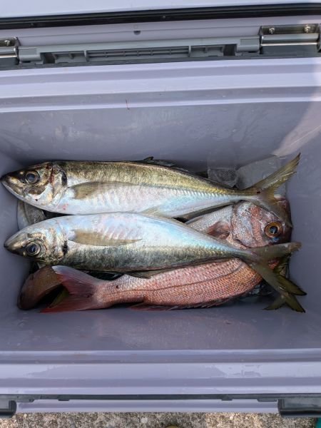 タイ(マダイ)・アジ(マアジ)