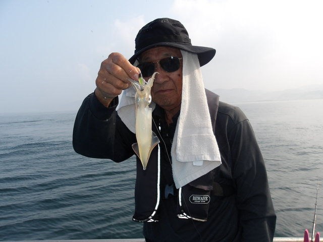 マルイカ(ケンサキイカ)