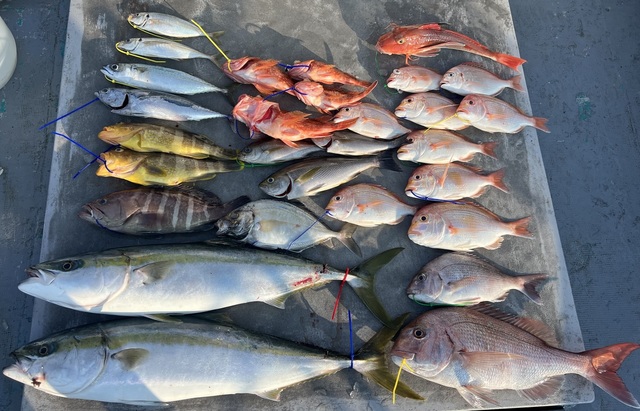 マダイ・レンコダイ(キダイ)・マハタ・アオハタ・カイワリ・ブリ・イサキ