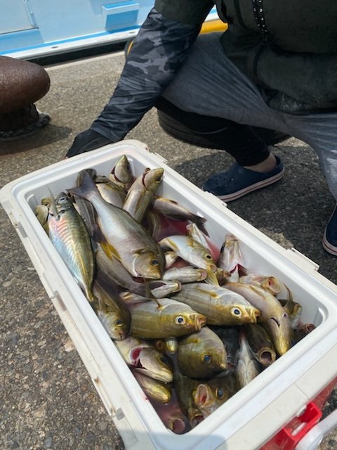 アジ(マアジ)・イサキ