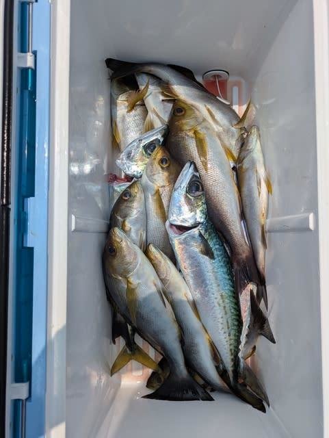 イサキ・ゴマサバ