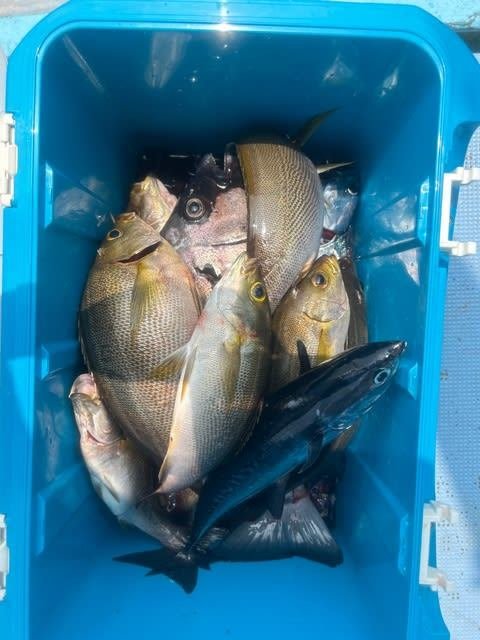 イサキ・ソマガツオ(メバチ)