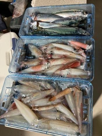 マイカ(ケンサキイカ)