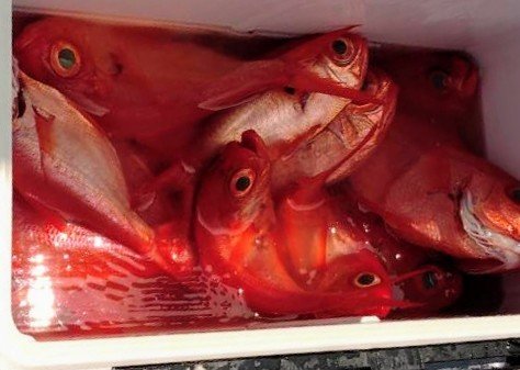 キンメ(キンメダイ)