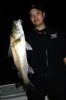 シーバス(スズキ)