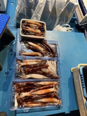 アカイカ(ケンサキイカ)・スルメイカ