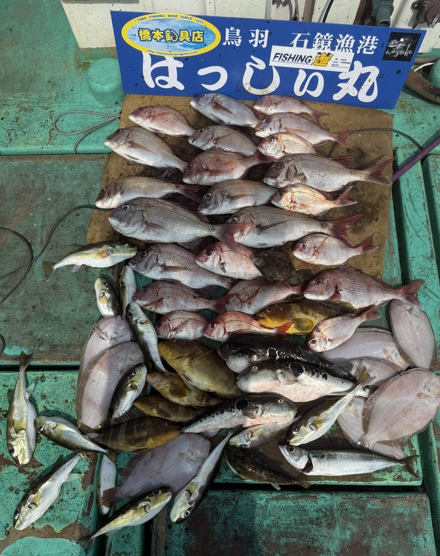 タイ(マダイ)・アオハタ・ガンゾウヒラメ(ガンゾウビラメ)・カワハギ・トラフグ・サバフグ(シロサバフグ)・サバ(ゴマサバ)