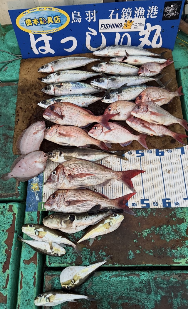 タイ(マダイ)・アジ(マアジ)・ガンゾウヒラメ(ガンゾウビラメ)・トラフグ・サバフグ(シロサバフグ)・サバ(ゴマサバ)