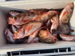 オキメバル(ウスメバル)