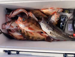 アラ・オキメバル(ウスメバル)