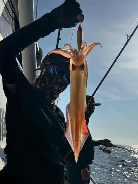 イカ(ケンサキイカ)