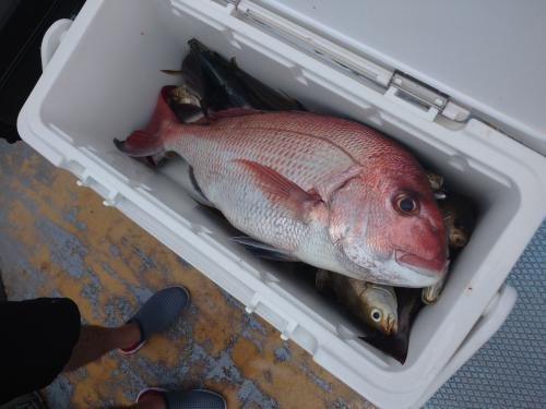 マダイ・イサキ