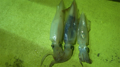 アカイカ(ケンサキイカ)