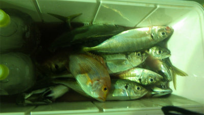 レンコダイ(キダイ)・アジ(マアジ)