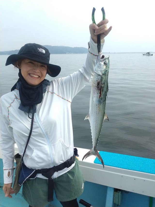 サゴシ(サワラ)