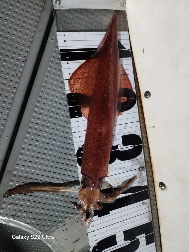 ケンサキ(ケンサキイカ)