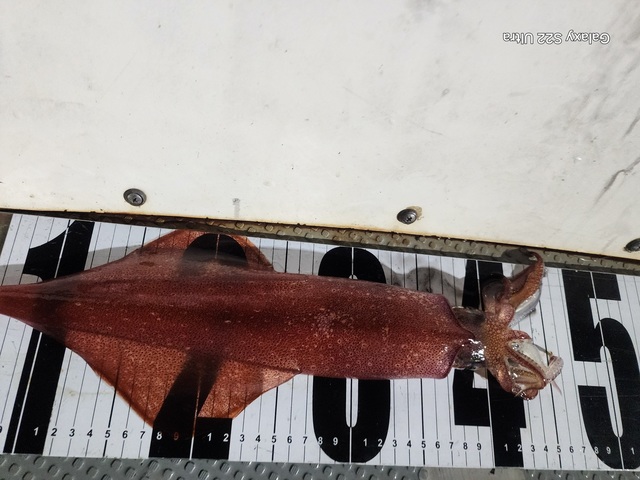 ケンサキ(ケンサキイカ)