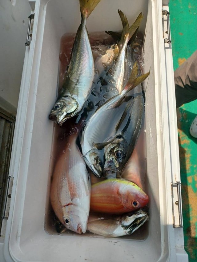 ハナダイ(チダイ)・アジ(マアジ)・イトヨリ(イトヨリダイ)