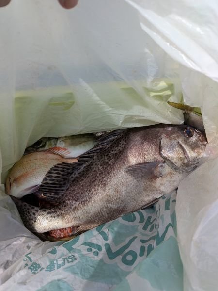 チャリコ(マダイ)・コショウダイ