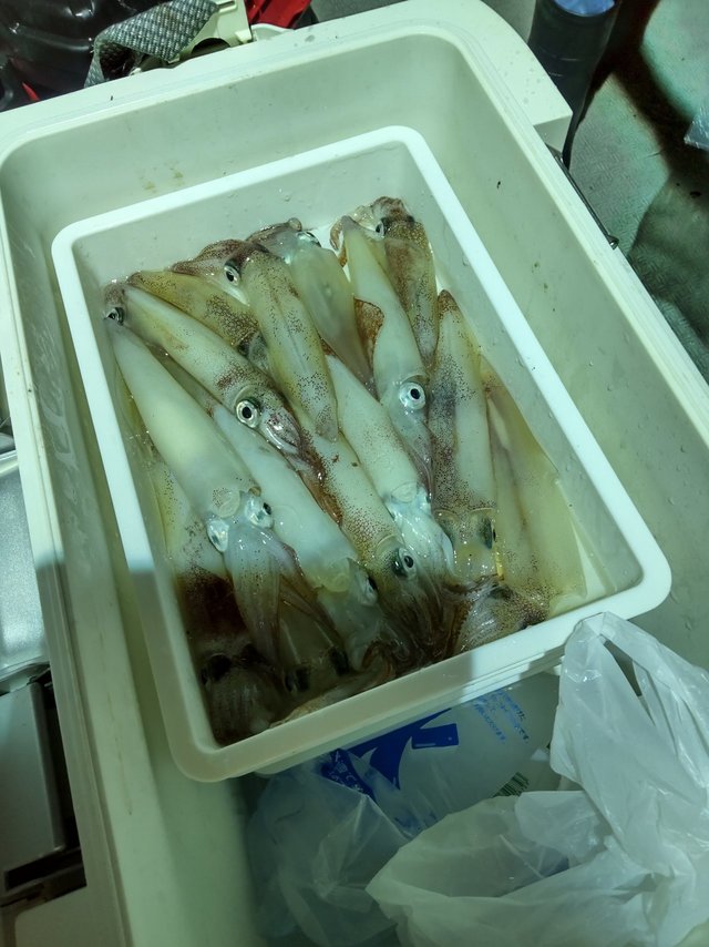 シロイカ(ケンサキイカ)