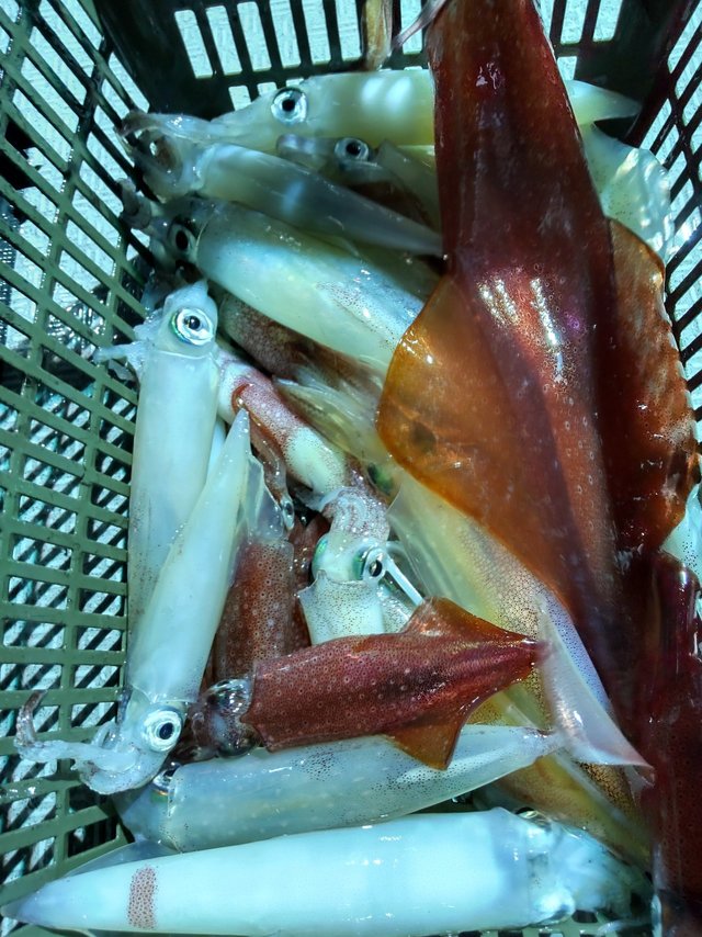 シロイカ(ケンサキイカ)