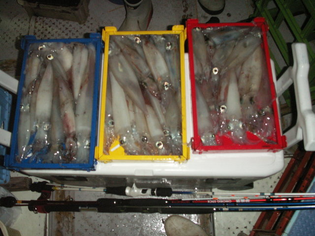 シロイカ(ケンサキイカ)