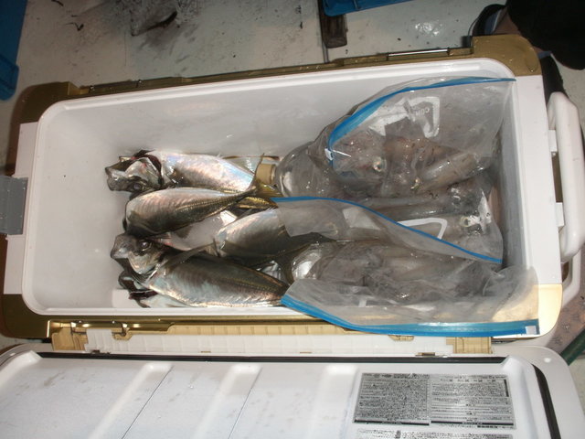 アジ(マアジ)・シロイカ(ケンサキイカ)