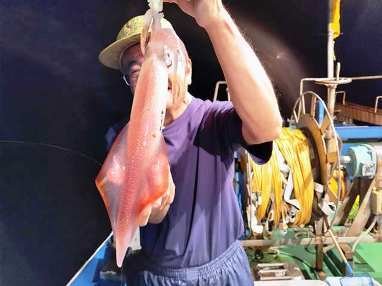 マイカ(ケンサキイカ)