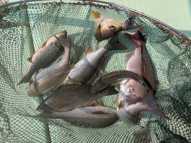 タイ(マダイ)・イサギ(イサキ)