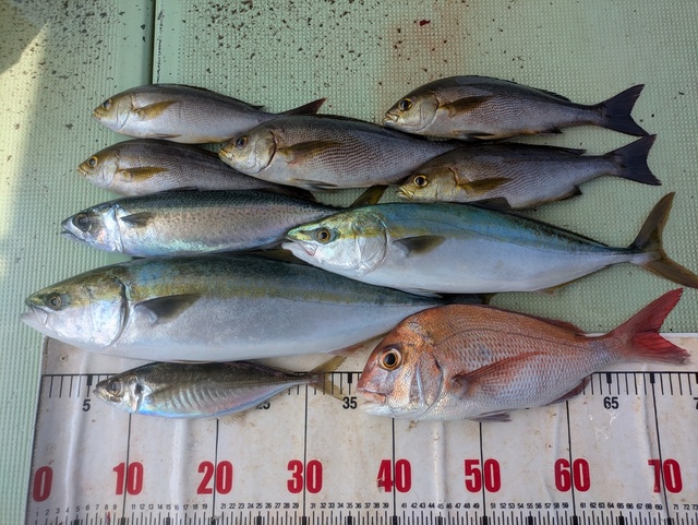 タイ(マダイ)・アジ(マアジ)・ハマチ(ブリ)・イサギ(イサキ)・マサバ