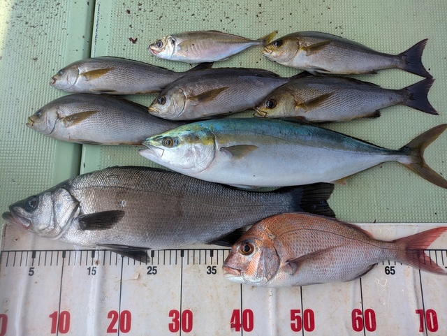 タイ(マダイ)・ヒラスズキ・アジ(マアジ)・ハマチ(ブリ)・イサギ(イサキ)