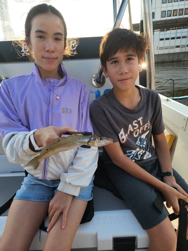 キス(シロギス)