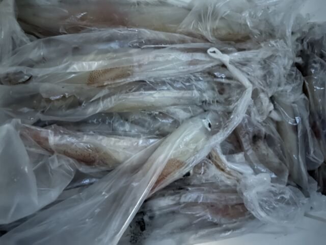 ケンサキ(ケンサキイカ)